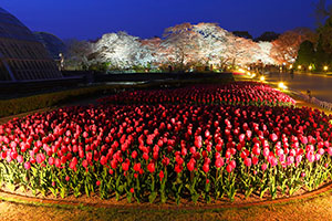 京都府立植物園　桜　ライトアップ
