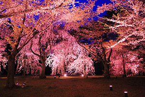 二条城　桜　ライトアップ　高画質 写真