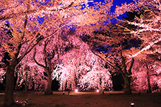 京都　桜　ライトアップ　高画質写真