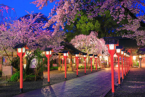 平野神社　夜桜　ライトアップ　写真