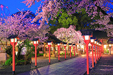 京都　夜桜　ライトアップ