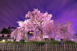 円山公園　夜桜　ライトアップ
