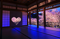 京都　桜　ライトアップ　ハート窓