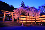 京都の桜　ライトアップ