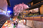 京都桜名所　ライトアップ