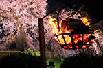 京都　夜桜　かがり火