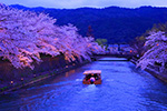 京都　桜　ライトアップ　岡崎疏水