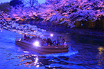 京都　岡崎桜ライトアップ　十石舟遊覧