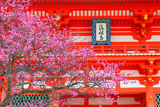 京都　春　高画質写真