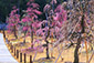 京都の春　しだれ梅　画像