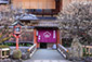 京都の春　祇園白川　梅　画像