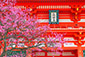 京都の春画像　清水　梅