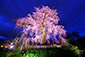 円山公園　夜桜　ライトアップ　高画質写真