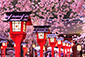 京都　春　写真　平野神社