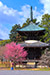 京都の春　清涼寺　梅