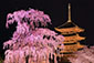 京都　春　高画質画像