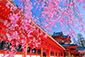 京都　春　高画質　写真