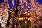 京都　春　夜桜　高画質　写真
