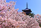京都の春　花見　仁和寺　高解像度画像