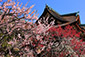 京都の春　北野天満宮の梅