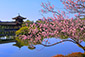 京都の春　平安神宮　梅