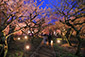 京都の春　北野天満宮　梅ライトアップ