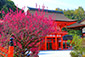 京都の春　下鴨神社　梅