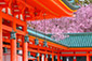 京都春　平安神宮　桜