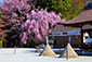 京都の春　上賀茂神社　桜