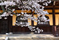 京都の春　南禅寺　桜
