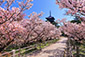 京都の春　仁和寺　桜
