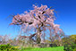 京都の春　円山公園　桜　花見