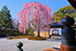 京都の春　高台寺の桜