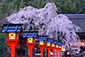 京都の春　平野神社　桜　花見