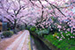 京都の春　哲学の道　桜