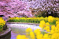 山科疏水　桜