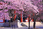 京都の春　鞍馬寺　桜