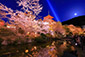 清水寺　夜桜　ライトアップ