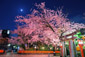 祇園白川　夜桜　ライトアップ