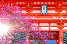京都　梅　画像