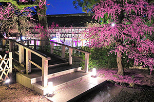 京都 北野天満宮 梅 ライトアップ