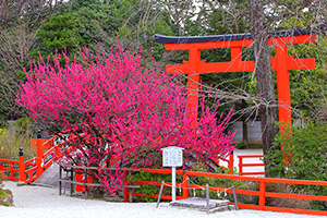 京都 下鴨神社 梅
