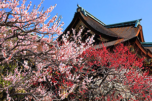 京都 北野天満宮 梅