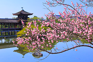 京都 平安神宮 梅
