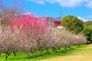 京都 大覚寺 梅