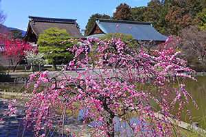 京都 梅宮大社 梅