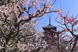 京都 東寺 梅