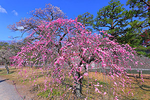 京都 二条城 梅