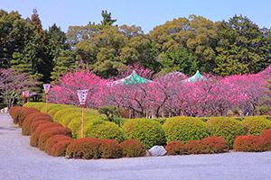 京都 隨心院 梅