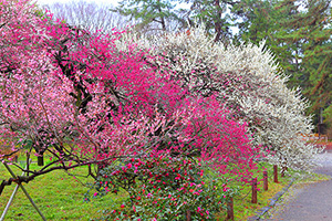 京都府立植物園 梅